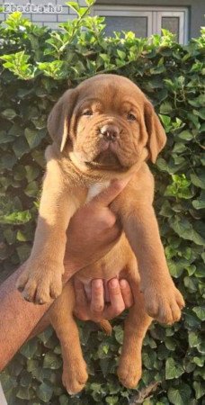 Dogue de Bordeaux kölykök