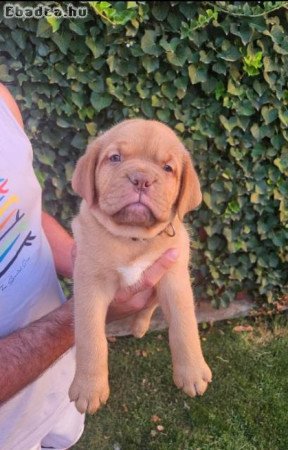 Dogue de Bordeaux kölykök