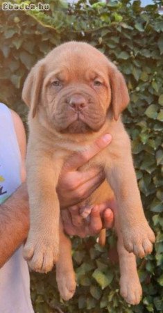 Dogue de Bordeaux kölykök