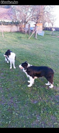 Border collie kiskutyák