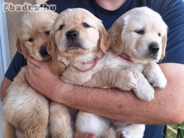 Golden retriever kölykök