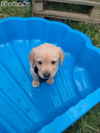 Labrador kölykök