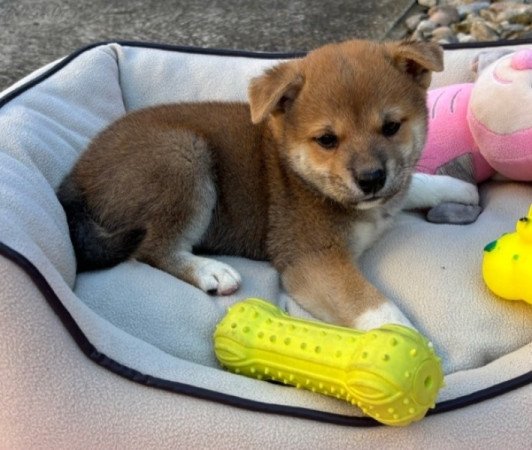 Shiba inu