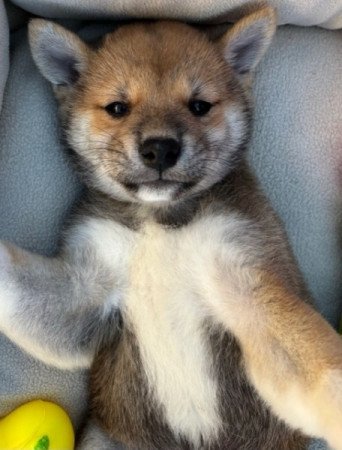 Shiba inu