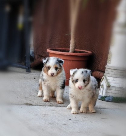 Border collie