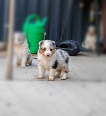 Border collie