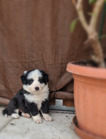 Border collie