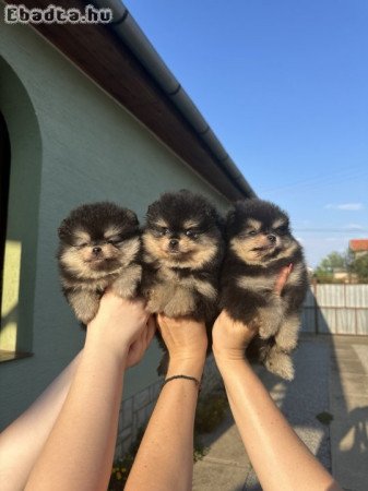 Pomeranian Puppies