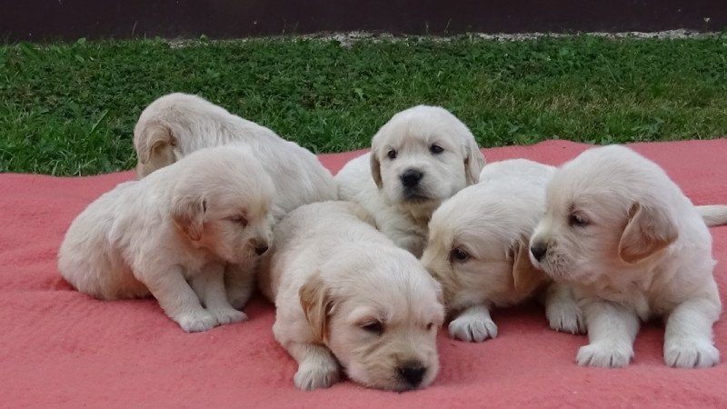 Golden retriever