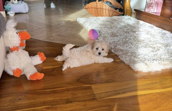 Maltipoo maltai selyem es torpe uszkar