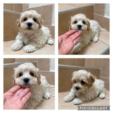 Maltipoo maltai es torpe uszkar