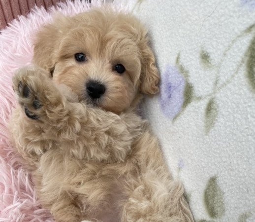 Maltipoo maltai selyem torpe uszkar