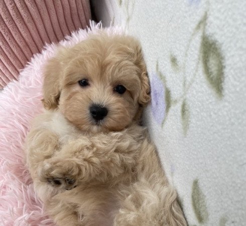 Maltipoo maltai selyem torpe uszkar