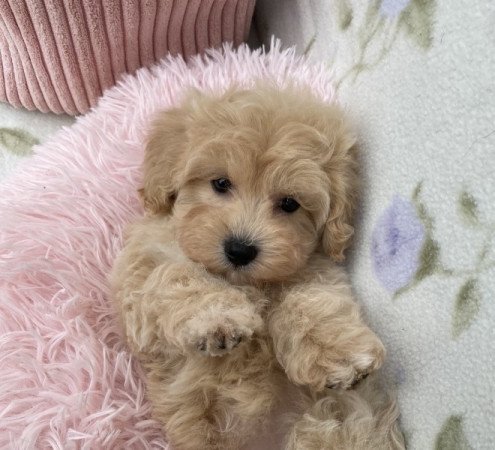 Maltipoo maltai selyem torpe uszkar