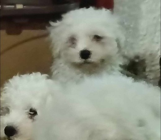 Bichon Bolognesse