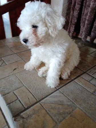 Bichon Bolognesse