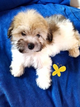 Bichon havanese