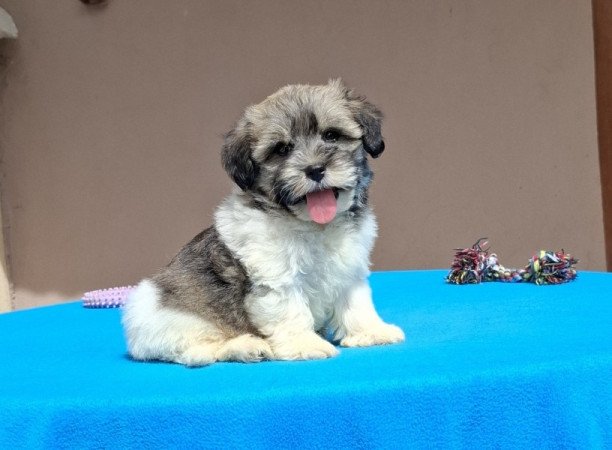 Bichon havanese