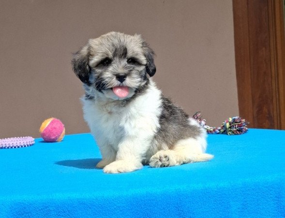 Bichon havanese