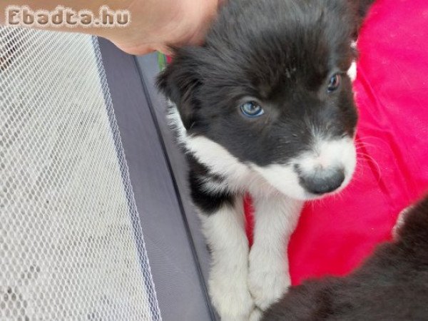 Border collie