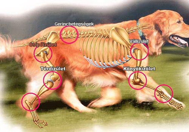 Equus Állatorvosi Rendelő Tata