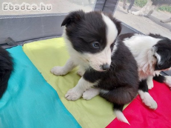 Border collie