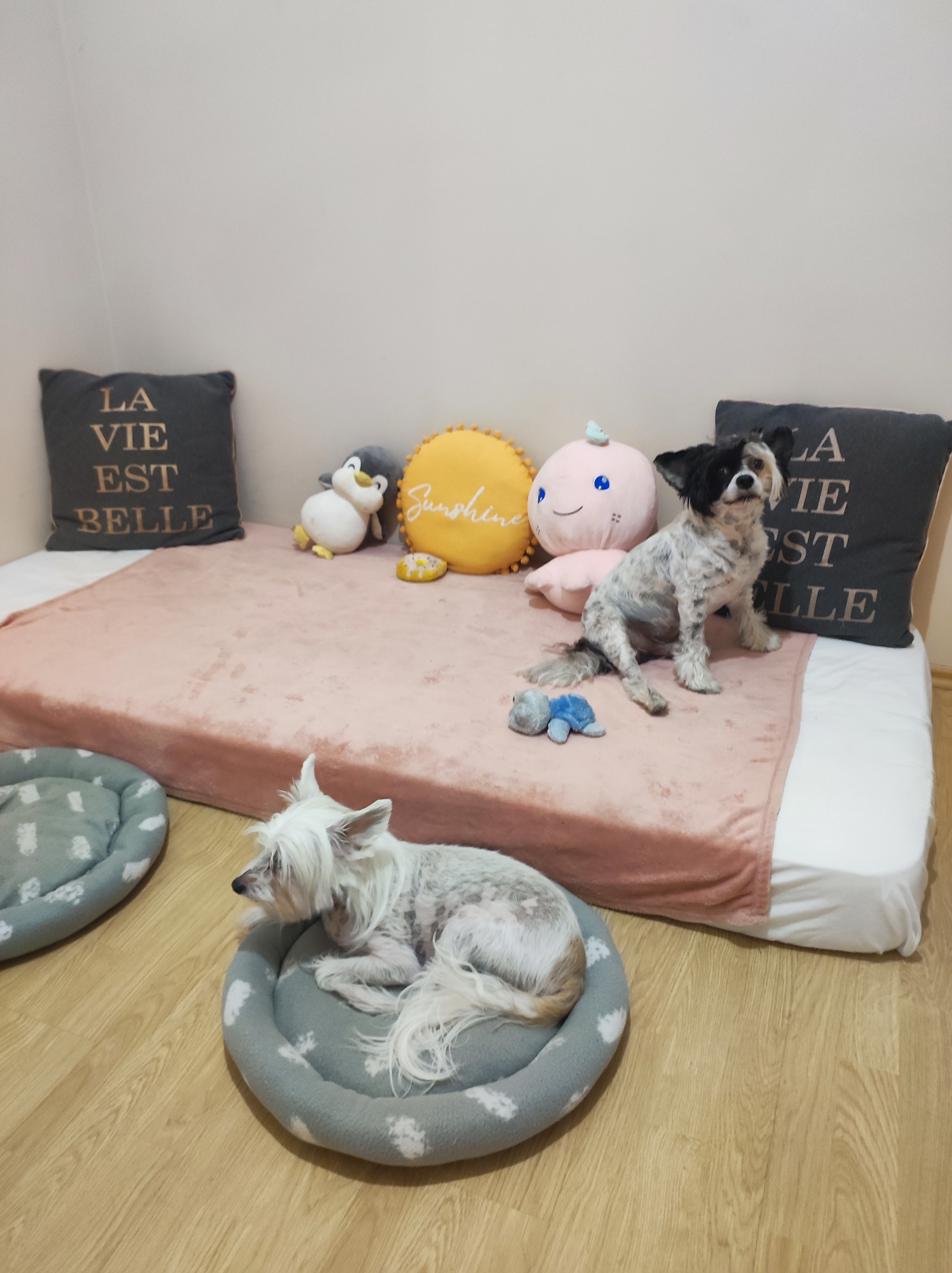 Choice Dog Hotel