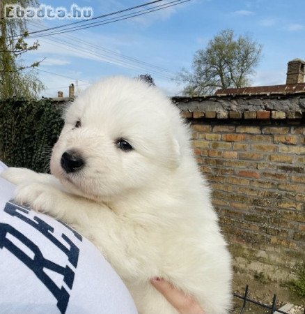 Samoyed kiskutyák keresik szerető gazdijukat