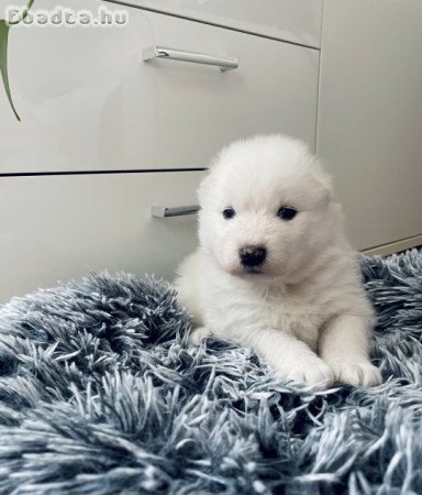 Samoyed kiskutyák keresik szerető gazdijukat