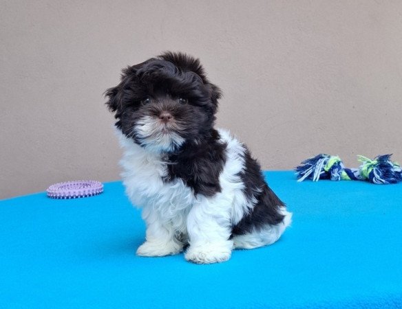 Bichon havanese