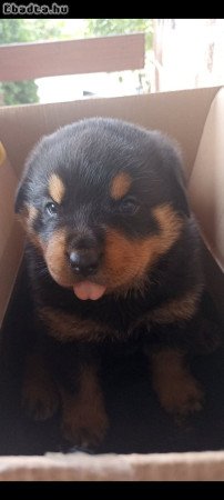 Rottweiler szuka kiskutya eladó