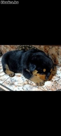 Rottweiler szuka kiskutya eladó