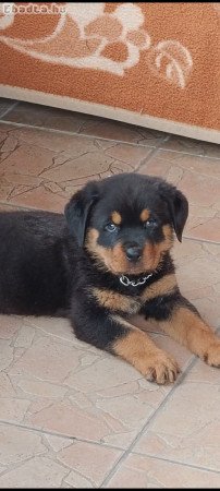 Rottweiler szuka kiskutya eladó