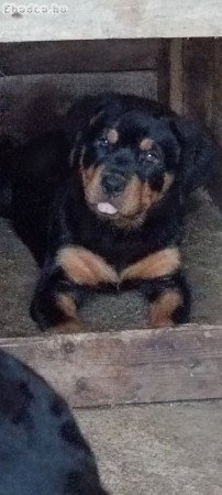 Rottweiler szuka kiskutya eladó