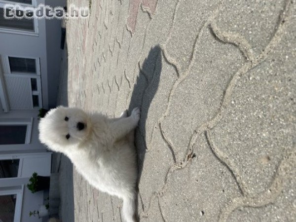 Samoyed kiskutyák keresik szerető gazdijukat