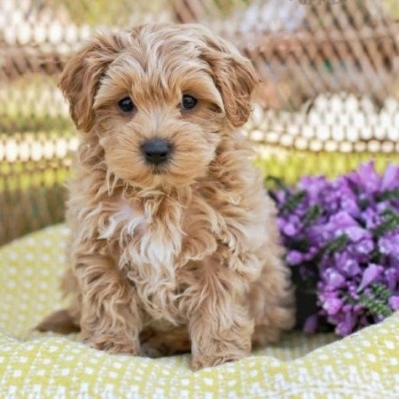 Maltipoo