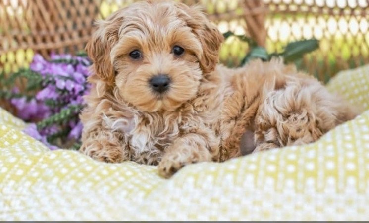 Maltipoo