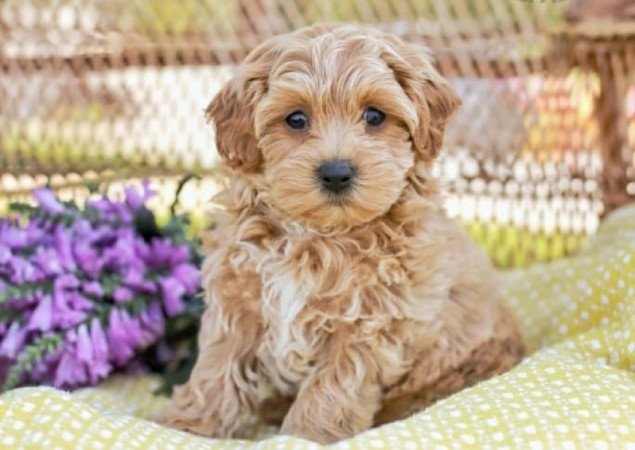 Maltipoo