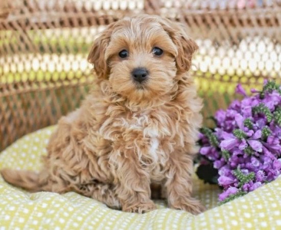 Maltipoo