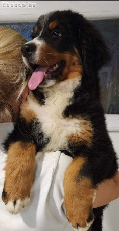 Bernese mountain dog puppies