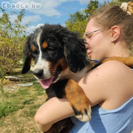 Bernese mountain dog puppies