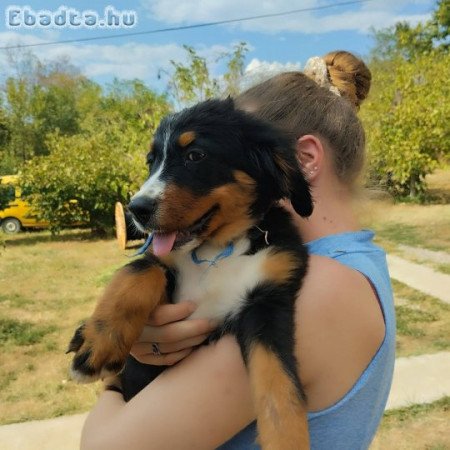 Bernese mountain dog puppies