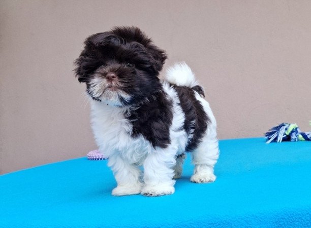 Bichon havanese