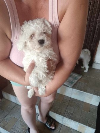 Bichon Bolognesse