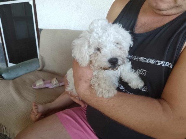 Bichon Bolognesse