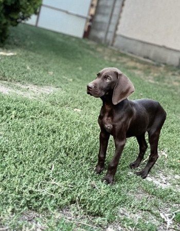 Weimari és Német vizsla mix