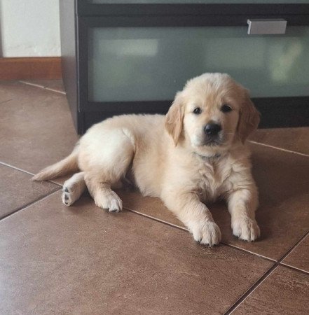 Golden retriever