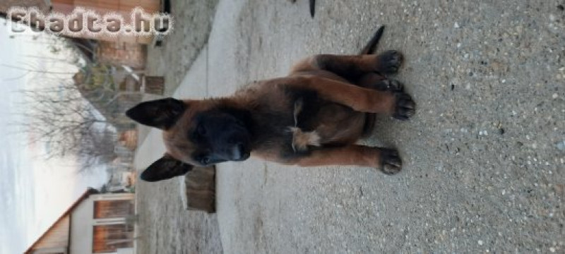 Malinois kölykök