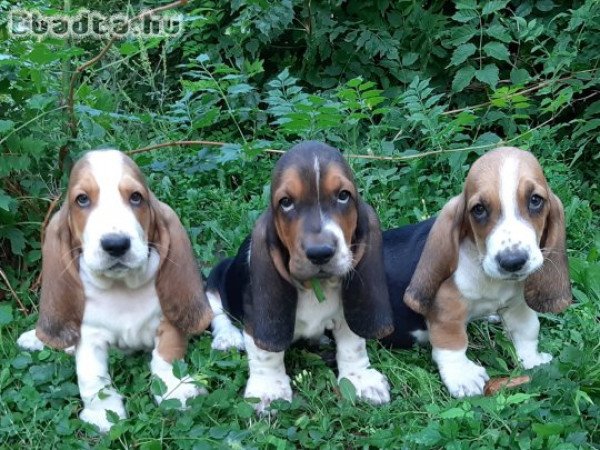 eladó basset hound gyönyörű kiskutyák