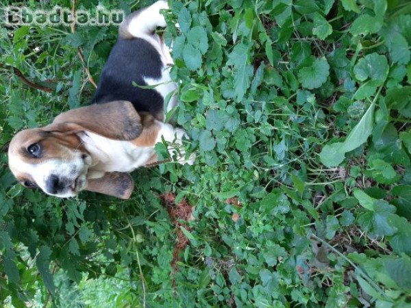 eladó basset hound gyönyörű kiskutyák